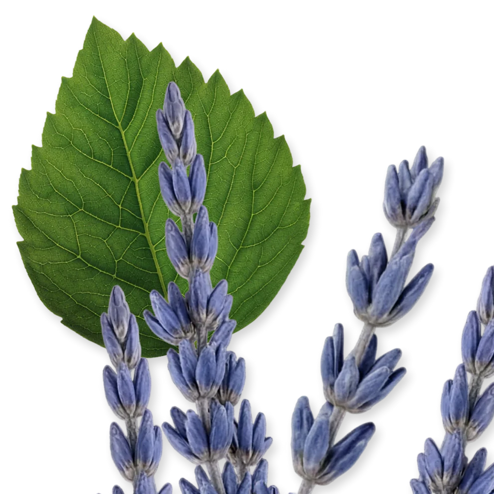 Exclusive Parfums De Marly Layton 75ml EDP For Women And Men - Image 4